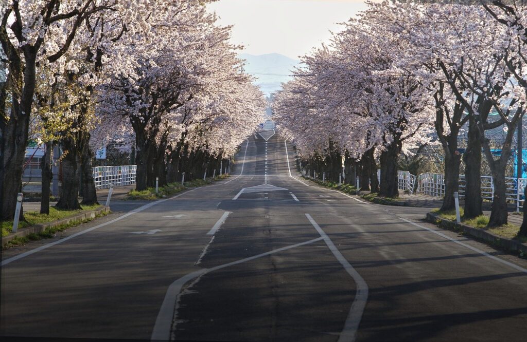 cherry blossoms, road, japan-7110279.jpg